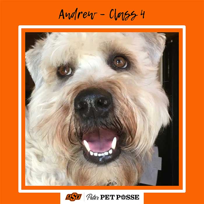 Andrew Image
