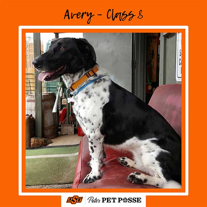 Avery Image