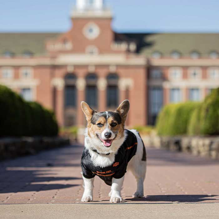 Cam, Corgi Cam, Corgi