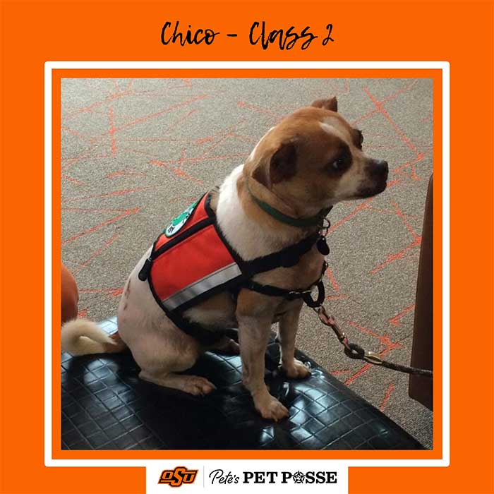 Chico Image