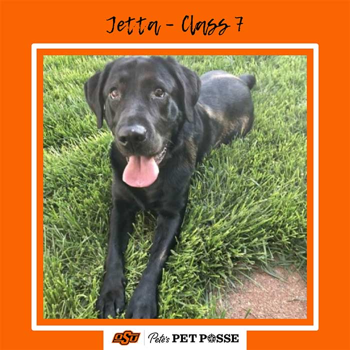 Jetta Image