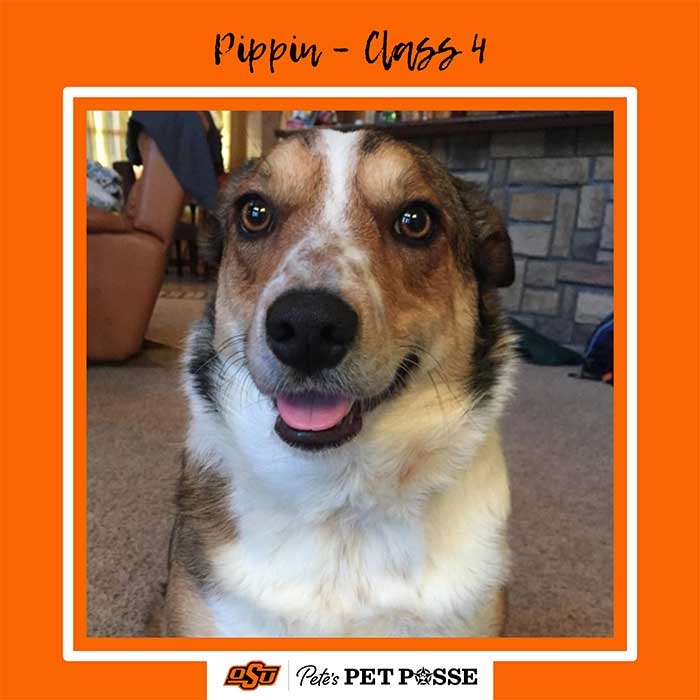 Pippin Image