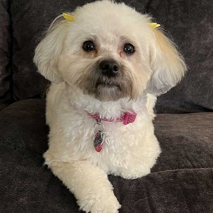 Sadie Sadie