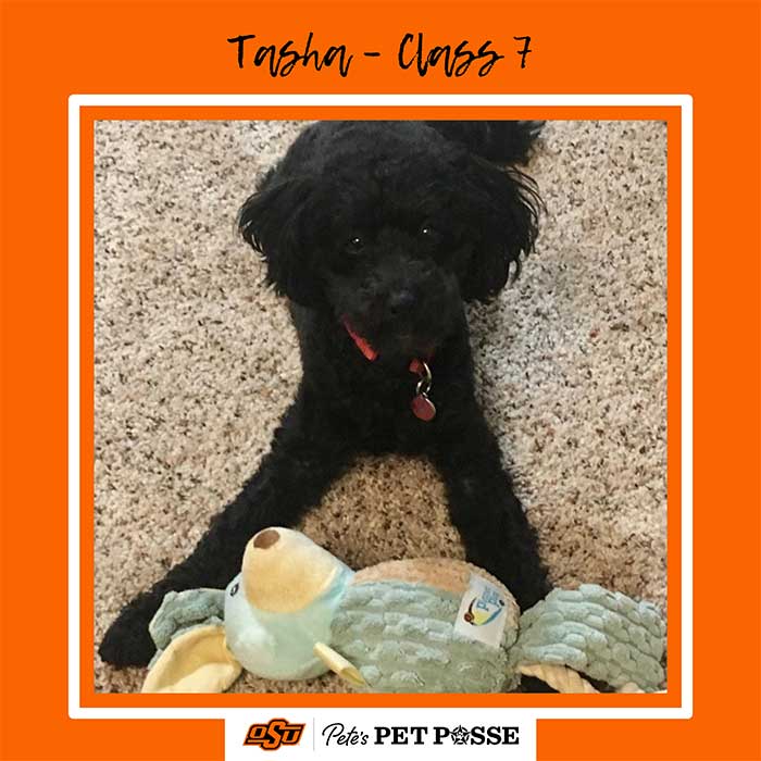 Tasha Image